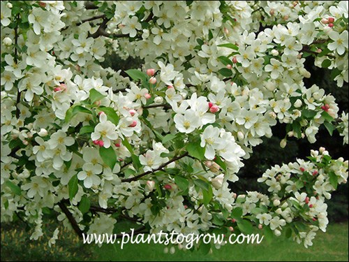 Birdland Ornamental Crabapple (Malus)
Pink buds open to white flowers.